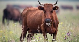 Бруцеллез выявлен у почти двух десятков коров в Акмолинской области