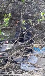 В Акмолинской области полицейские нашли в лесополосе без вести пропавшего мужчину