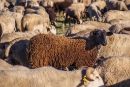 Кражу 15 голов овец раскрыли акмолинские полицейские