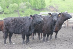 В Жаркаинском районе активно проводится работа по замене быков-производителей