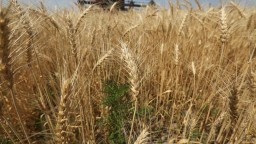 Минсельхоз внес поправки в приказ, касающийся ограничений на ввоз пшеницы в Казахстан