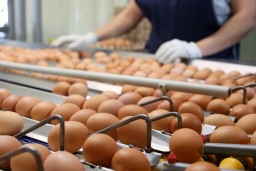 Минсельхоз увеличит субсидирование птицефабрик в Казахстане