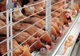 В Акмолинской области птицефабрика расширяет производство
