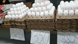 Птицеводы Казахстана бьют тревогу: яичная отрасль получила новый удар (ВИДЕО)