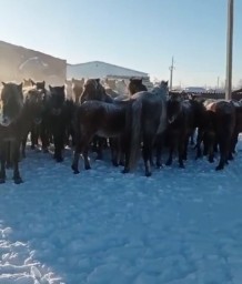 Полсотни лошадей вольно паслись у дороги в Акмолинской области