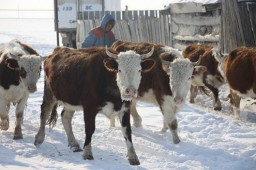 12 краж скота раскрыто за сутки в Акмолинской области