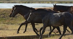 Табун лошадей стал причиной массового ДТП на трассе "Астана-Боровое"
