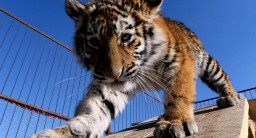Годовалого амурского тигра нашли на трассе в Акмолинской области