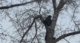 Двое суток на морозе: кошку сняли с 20-метрового дерева в Кокшетау