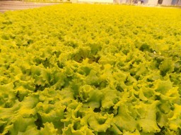 В Степногорске запущена новая линия по выращиванию салата