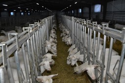 Производство и переработка козьего молока начаты в Целиноградском районе