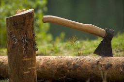 Житель Щучинска незаконно срубил 45 деревьев в ГНПП "Бурабай"