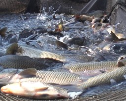 Увеличивается объем товарной рыбы в водоемах области