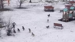 Стая бродячих собак напала на школьника в Алматинской области