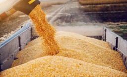 Минсельхоз продлевает запрет и ограничения на ввоз пшеницы в Казахстан