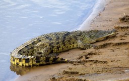 Три крокодила поселились под асфальтом возле жилых домов в Индии