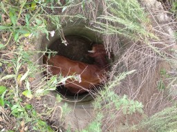 В Егиндыкольском районе спасли быка, упавшего в колодец