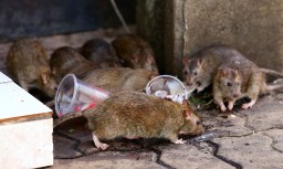 На борьбу с крысами в Кокшетау в этом году выделили свыше 700 тыс. тенге
