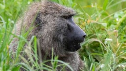 В Танзании младенец погиб в схватке между людьми и обезьяной