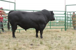 ​Бык №1 в Казахстане выиграл трактор на выставке под Астаной