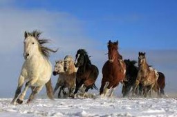 Акмолинские полицейские вернули сельчанину 20 лошадей, пропавших с вольного выпаса