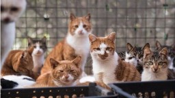 Полиция Китая спасла тысячу кошек: их хотели пустить на мясо
