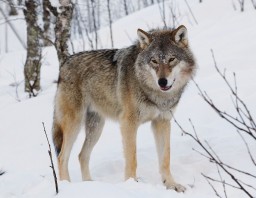 Не более шести волков могут изъять в Акмолинской области: куда обращаться