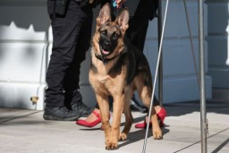 Командер, собака Джо Байдена, укусил телохранителя президента США. И уже не первый раз