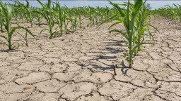 Плохим урожаем и отсутствием кормов для скота грозит сильная жара в Акмолинской области