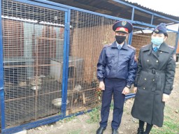 Сотрудники Учреждения ЕЦ-166/24 ДУИС по Акмолинской области навестили бездомных животных