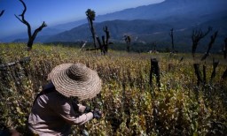Мьянма стала крупнейшим производителем опиума в мире