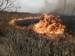 Более 70 человек тушат загорание сухой травы в Акмолинской области