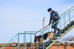 Служебные собаки помогли раскрыть более 200 преступлений в Акмолинской области