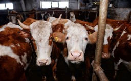 Более 1000 фактов незаконной перевозки скота выявили акмолинские полицейские