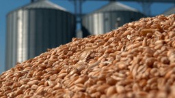 Почти 8 тонн чужого зерна продал незнакомцу мужчина в Акмолинской области