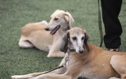 Новый праздник появится в Казахстане &mdash; День казахского тазы и тобета