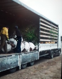 Почти 300 молодых сосен выкопали в лесу в Акмолинской области