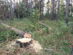 Более 500 деревьев незаконно вырубили в Буландынском районе: полиция возбудила уголовное дело Более 500 деревьев незаконно вырубили в Буландынском районе: полиция возбудила уголовное дело