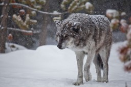 Напавший на людей волк в Карагандинской области оказался бешеным
