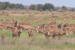 Сайгаки убежали в РФ: но и там их будут отстреливать