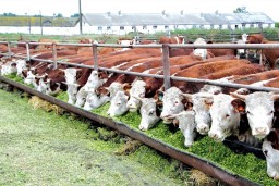 В Казахстане установили квоты на вывоз бычков, коз и овец