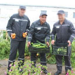 Более 25 кг овощей в день собирает осужденный со своего огорода в акмолинской колонии