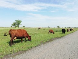 Полицейские раскрыли серию краж скота в Акмолинской области
