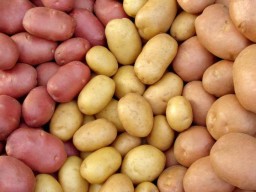 В Акмолинской области начнут перерабатывать картофель