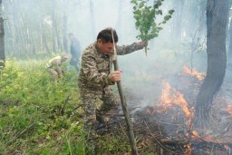 Акимом Акмолинской области выявлен лесной пожар в Зерендинском районе
