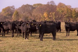 Почти на 2 млн тенге похитили скот в Акмолинской области