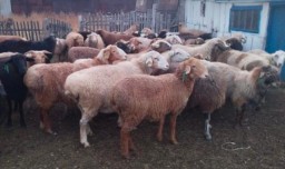 13 потерявшихся овец вернули сельчанину акмолинские полицейские