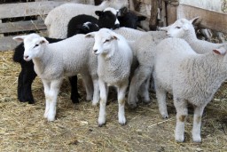 Кражу мелкого рогатого скота на полмиллиона тенге раскрыли в Акмолинской области