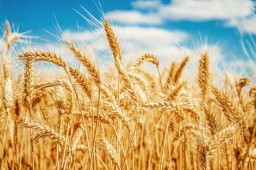 25% зерна в республике производит Акмолинская область