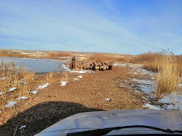 Почти 200 овец исчезли с вольного выпаса в Акмолинской области